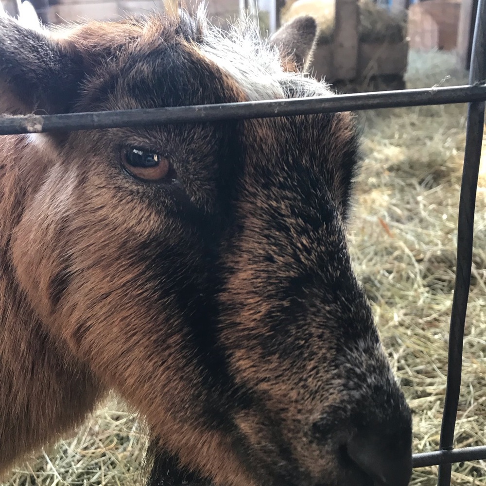 Meet your Posher, Amberamber